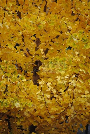 金黄的秋天树叶