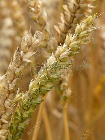 植物谷物小麦小麦领域