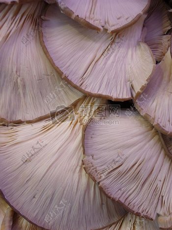 新鲜的牡蛎蘑菇