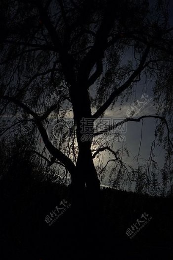 黑夜里的树干