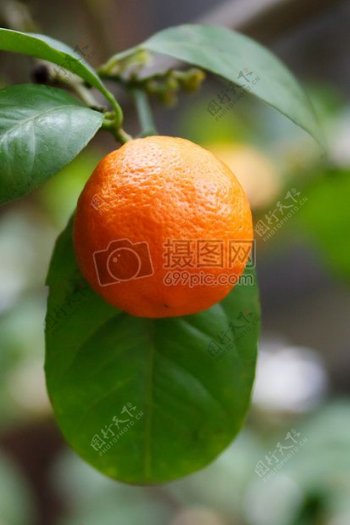 枝杈上成熟的橘子