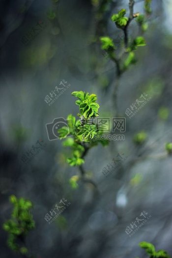 自然植物树叶绿色增长药草
