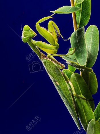 绿色绿叶螳螂