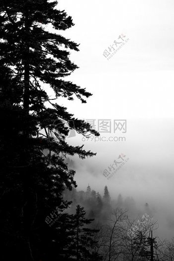 云雾里的树林