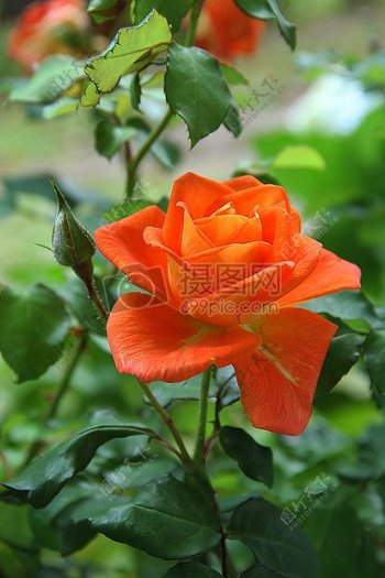 自然植物橙色花玫瑰花