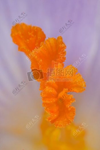 自然橙色花宏紫罗兰皇室成员自由雄蕊藏红花