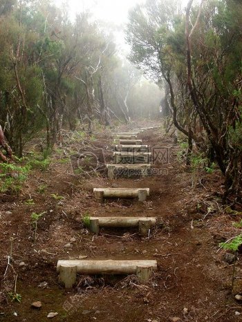 木材森林步道主题楼梯