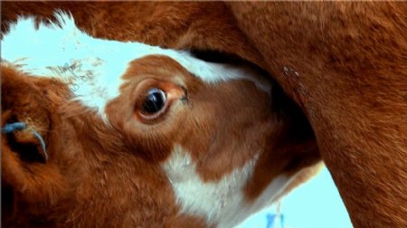 小牛吃奶视频素材