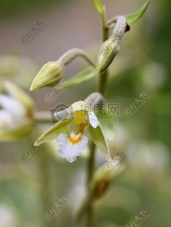 沼泽花瓣