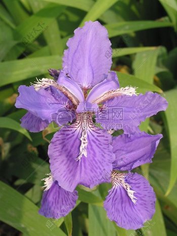 盛开着的紫色花朵
