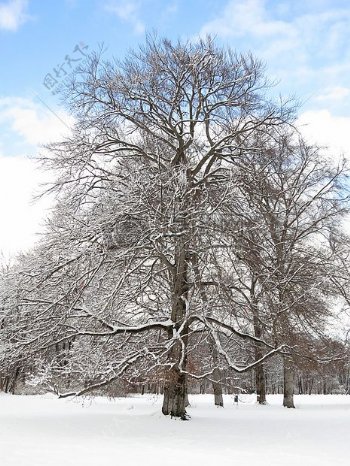 雪地中的枯树