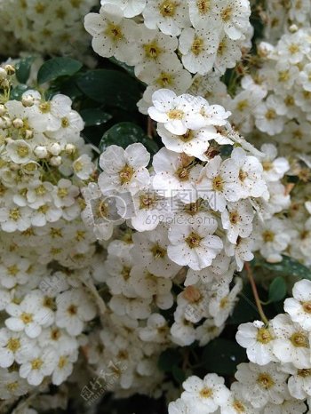 簇簇盛开的白色花朵