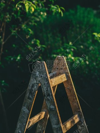 木材自然园林树木梯子工具后院