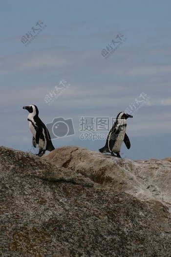 自然岩石动物企鹅兄弟