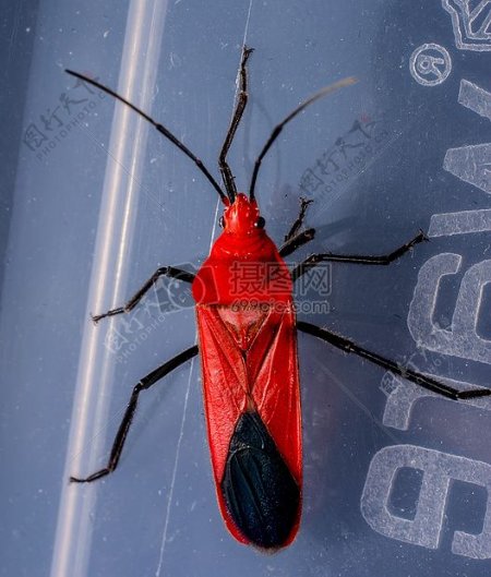红色甲虫昆虫