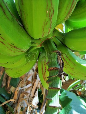 香蕉树收涨