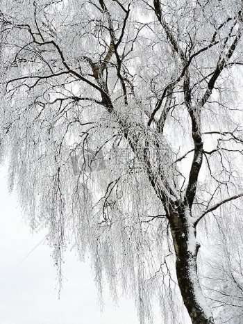 洁白的雪花在树上