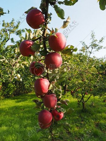 在花园里成熟的苹果