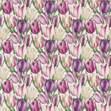 白紫色郁金香花朵壁纸
