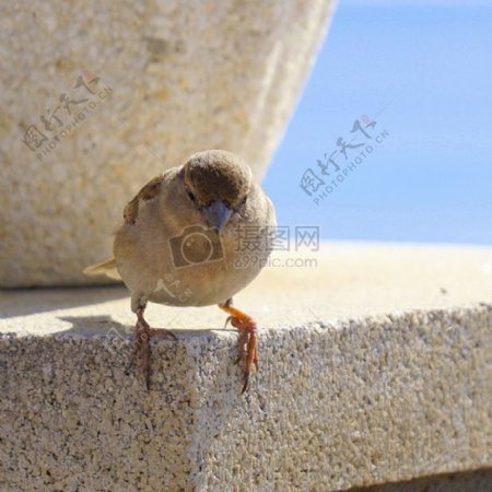 石墩上的小鸟