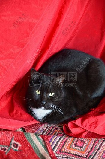 卧在布上的黑猫