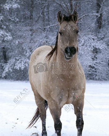 雪地里的小马
