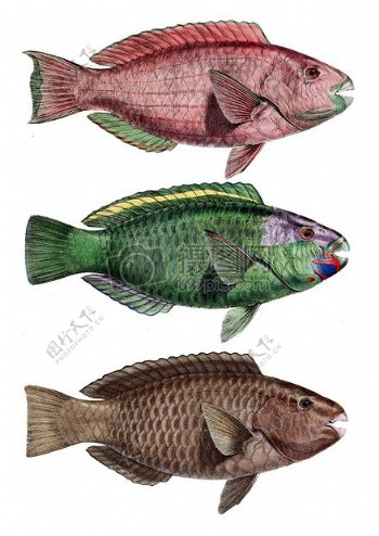 品种不同的鱼