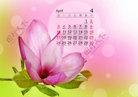 粉色2016年4月日历图片