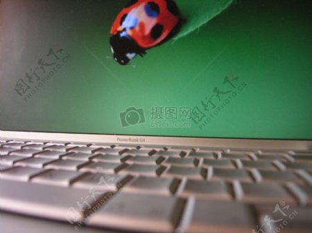 电脑键盘上的瓢虫