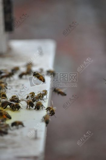 採蜜的蜜蜂