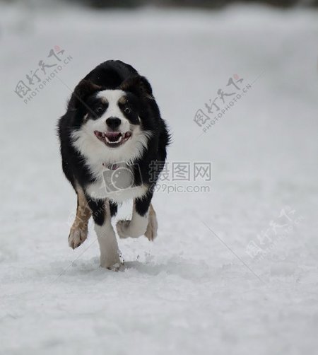 雪地中急速奔跑的牧羊犬