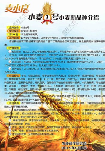 小麦种子海报图片