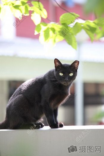 墙上的黑色猫咪