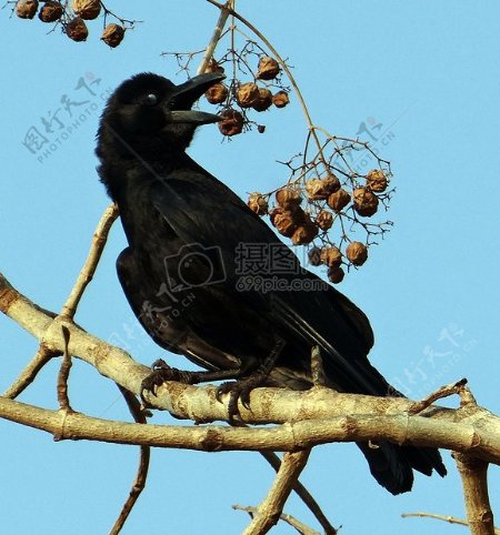 树枝上停落的乌鸦