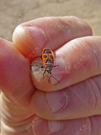 手指上的昆虫