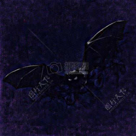 黑夜中的蝙蝠