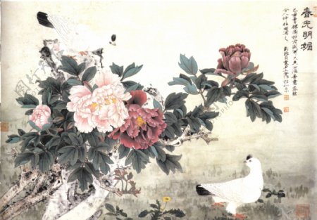 鸽子与花卉图片
