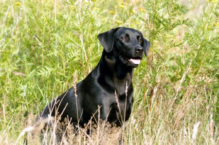 草丛中的黑狗图片