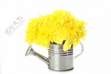 黄色菊花和喷壶图片
