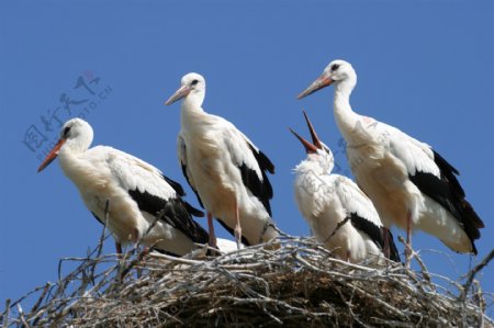 站在巢穴上的白鹤摄影图片图片