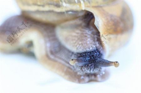 蜗牛头部特写图片