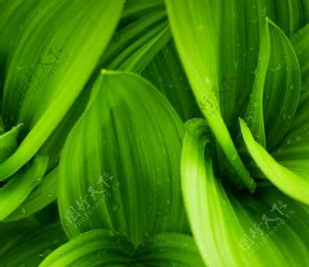旋转的绿叶和水珠图片