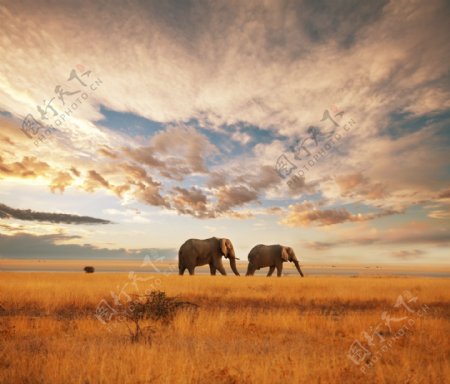 草地上的大象图片