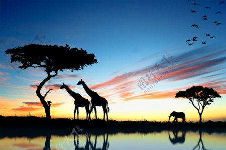 黄昏小河边的长颈鹿图片