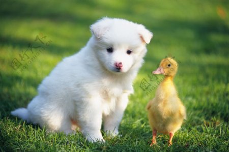 草地上的小狗与小鸭子图片