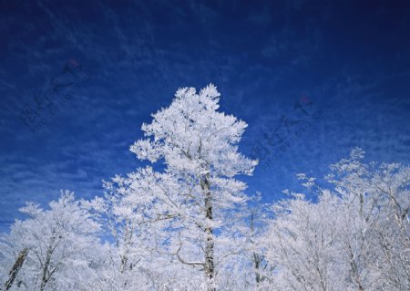 冬天的树林风景图片