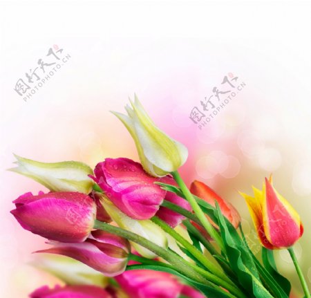 温馨郁金香鲜花图片