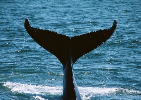 海洋中的鲸图片