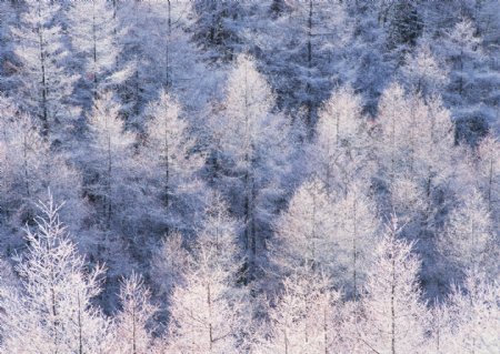 冬季树林风景图片