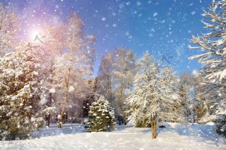 雪中积雪的地面和树木图片